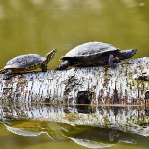 turtles-3289690_1280